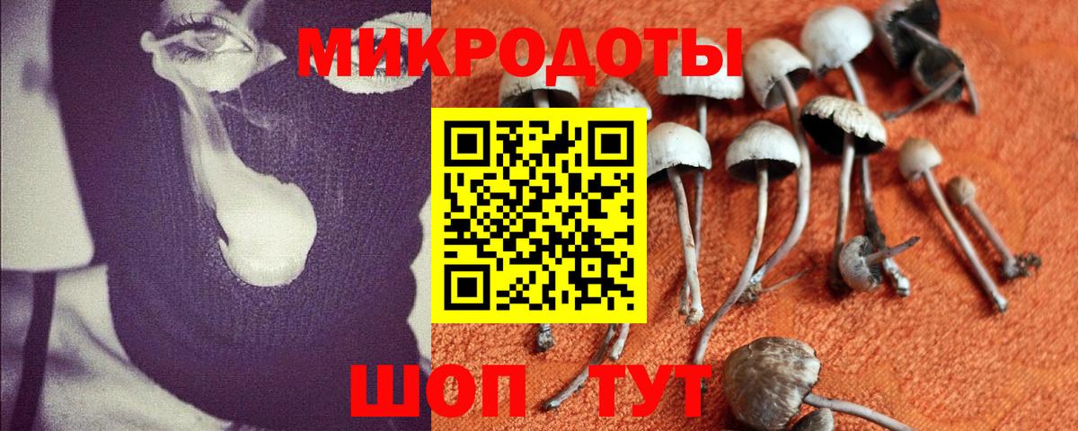 Псилоцибиновые грибы Psilocybine cubensis Новошахтинск